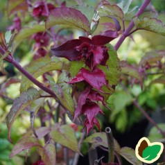 Leycesteria formosa Purple Rain / Fasanbusk