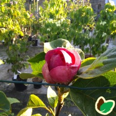 Magnolia soulangeana Black Tulip / Magnolia