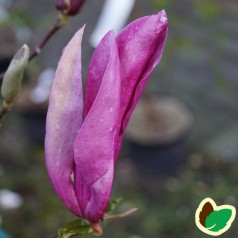 Magnolia liliiflora Ricki - Magnolia