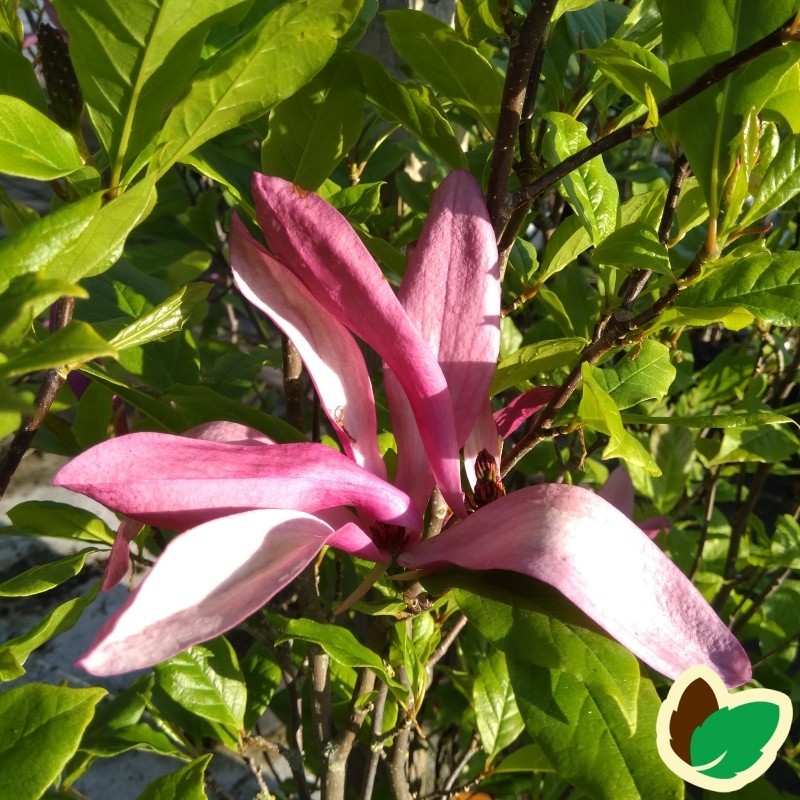 Magnolia liliiflora Ricki - Magnolia Magnolia liliiflora Ricki - Magnolia