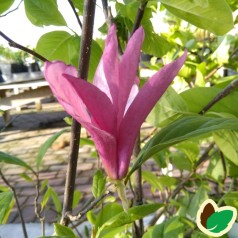 Magnolia liliiflora Susan - Magnolia
