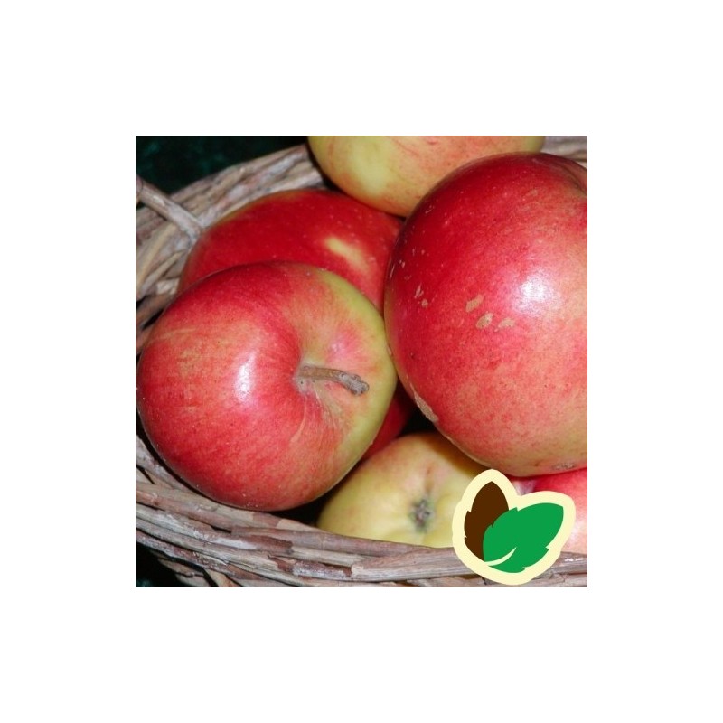 Æbletræ Katja Balsgård