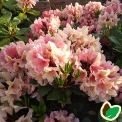 Rhododendron hybrid Brasilia