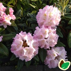 Rhododendron hybrid Brigitte Insigne