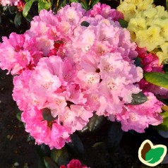 Rhododendron Yakushimanum Polaris