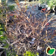 Sambucus nigra Black Lace - Rødfliget Hyld