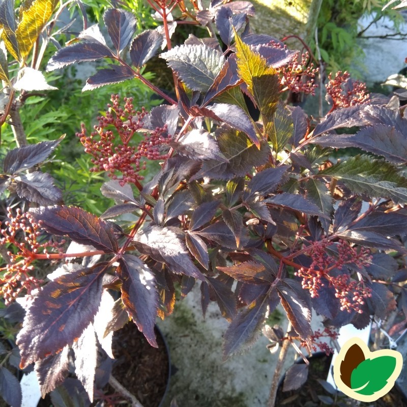 Sambucus nigra Thundercloud - Rød Hyld