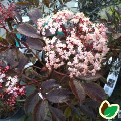 Sambucus nigra Thundercloud - Rød Hyld