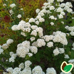 Spiraea betulifolia Tor - Spiræa