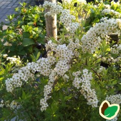 Snedrivebusk 30-50 cm. - Bundt med 10 stk. barrodsplanter - Spiraea cinerea Grefsheim