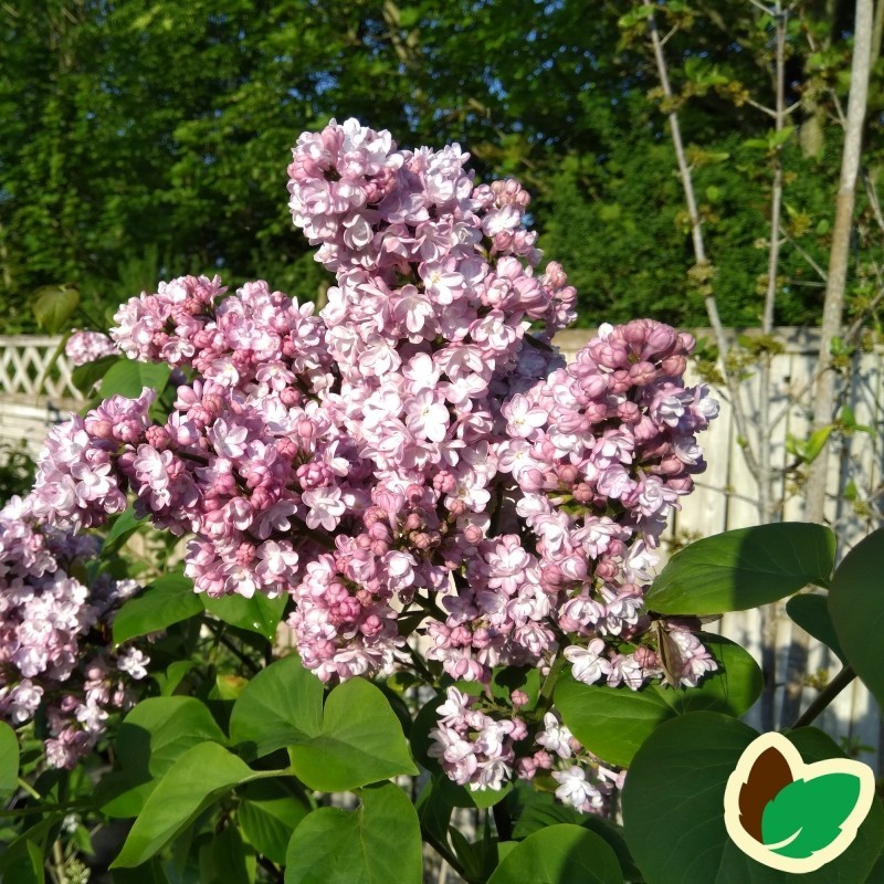 Syringa vulgaris Andenken an Ludwig Späth - Storblomstret Syren