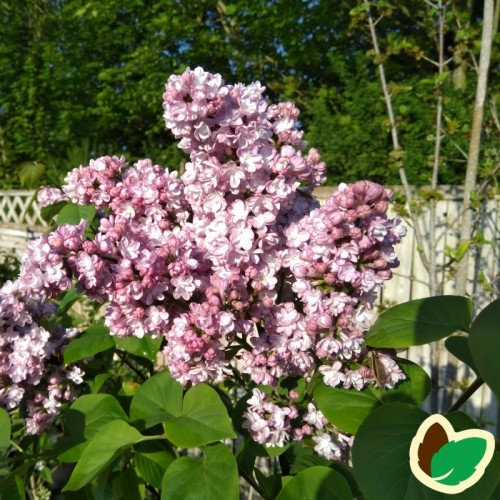 Syringa vulgaris Andenken an Ludwig Späth - Storblomstret Syren