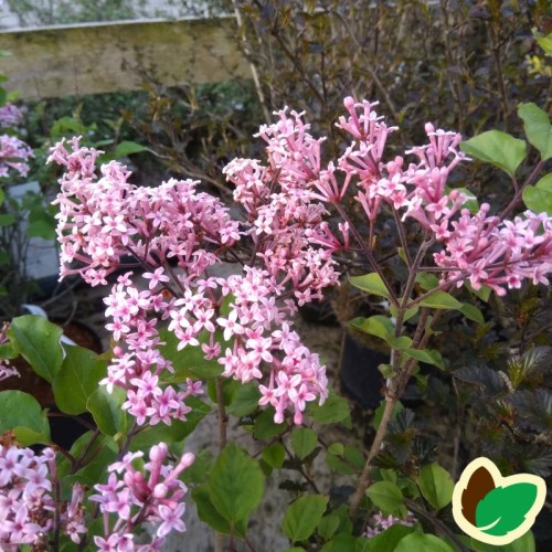 Syringa meyeri Flowerfesta Pink - Dværgsyren Lyserød