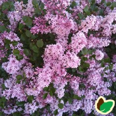 Syringa meyeri Palibin - Dværgsyren / 80 cm stamme.