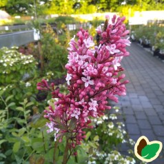 Syringa microphylla Superba - Dværgsyren