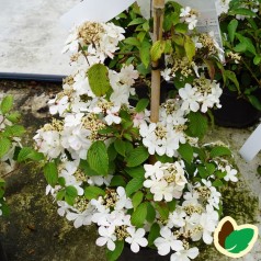 Viburnum plicatum Kilimanjaro Sunrise - Japansk Snebolle