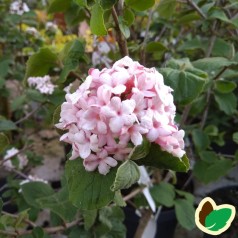 Viburnum carlesii Aurora - Duft Snebolle