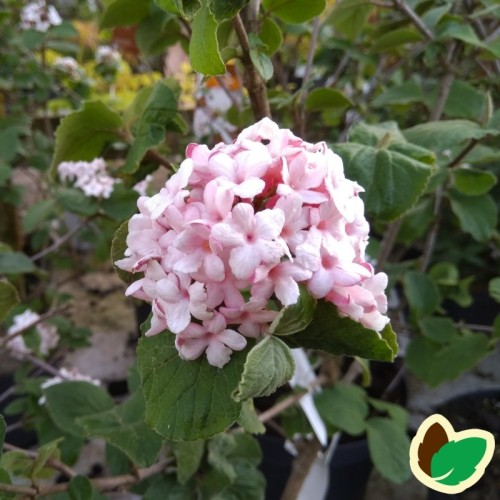 Viburnum carlesii Aurora - Duft Snebolle