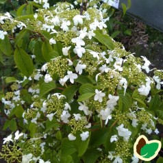 Viburnum plicatum Kilimanjaro - Japansk snebold