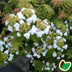 Viburnum plicatum Mariesii - Japansk snebolle