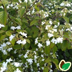 Viburnum plicatum Watanabe / Japansk Snebolle