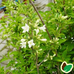 Weigela florida Candida - Klokkebusk