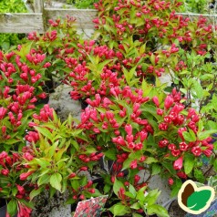 Klokkebusk All Summer Red - Weigela florida All Summer Red (Slingco1)