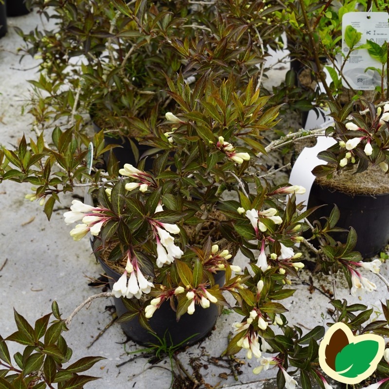 Weigela florida Black and White - Klokkebusk