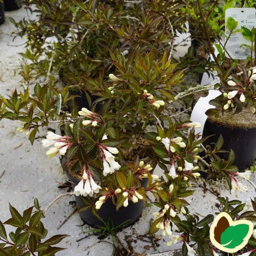 Weigela florida Black and White - Klokkebusk