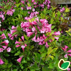 Weigela florida Minuet - Klokkebusk