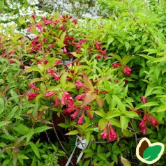 Weigela florida Red Prince - Klokkebusk