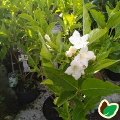 Weigela hybrid Bristol Snowflake - Klokkebusk