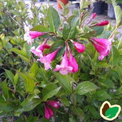 Weigela florida Minuet - Klokkebusk