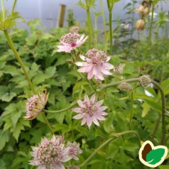 Astrantia major Florence / Stjerneskærm