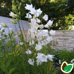 Campanula persicifolia Alba / Klokkeblomst