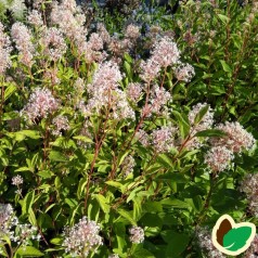 Ceanothus pallidus Marie Simon / Amerikansk Syren
