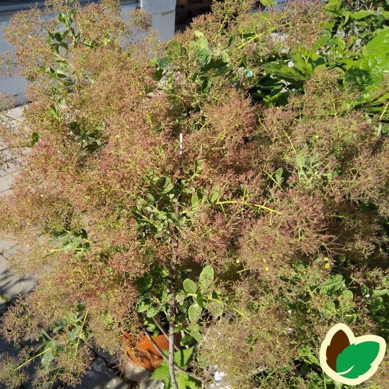 Cotinus coggygria / Parykbusk