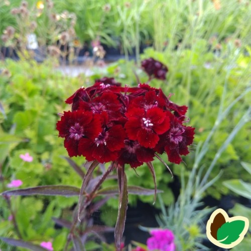 Dianthus barbatus nigrescens Sooty / Studenternellike