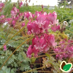 Dicentra hybrid King of Heart - Småhjerte