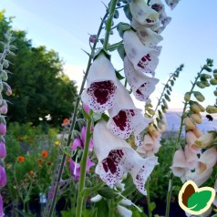 Digitalis purpurea Pam's Choice / Fingerbølblomst