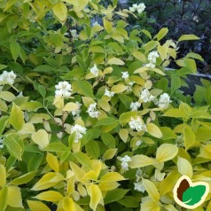 Philadelphus caucasicus Aureus / Uægte Jasmin