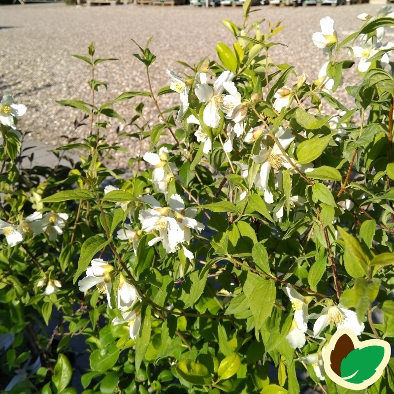 Philadelphus polyanthus Mont Blanc - Uægte Jasmin