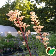 Rodgersia pinnata Chocolate Wings / Bronceblad