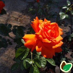 Rose Alexander / Storblomstret Rose