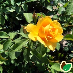 Rose Graham Thomas / Engelsk Rose