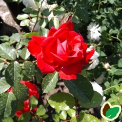 Rose Heidelberg / Slyngrose