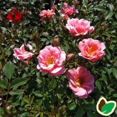 Rose Sweet Cover / Bunddække rose Towne- og Country