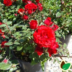 Rose Velvet Cover / Bunddække rose Towne- og Country