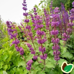 Salvia verticillata Purple Rain / Salvie