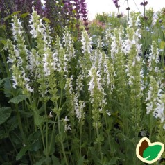 Salvia nemorosa Schneehügel / Staude salvie